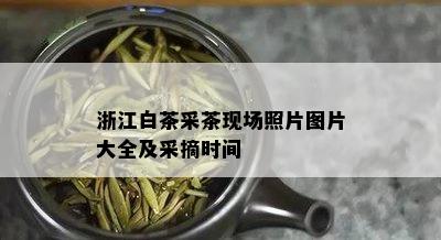 浙江白茶采茶现场照片图片大全及采摘时间