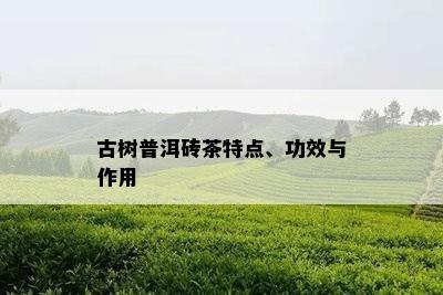 古树普洱砖茶特点、功效与作用