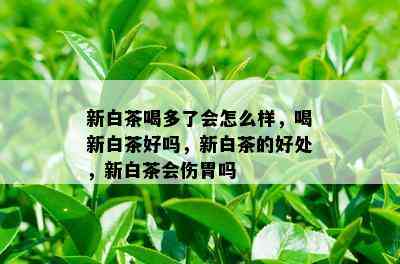 新白茶喝多了会怎么样，喝新白茶好吗，新白茶的好处，新白茶会伤胃吗