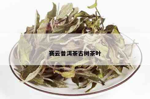 赛云普洱茶古树茶叶