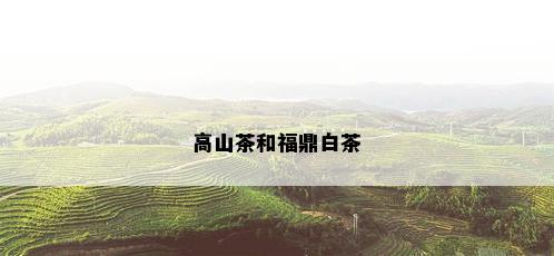 高山茶和福鼎白茶