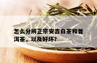 怎么分辨正宗安吉白茶和普洱茶，以及好坏？