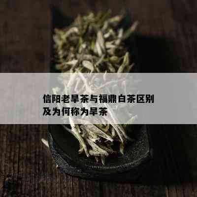 信阳老旱茶与福鼎白茶区别及为何称为旱茶