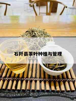 石阡县茶叶种植与管理