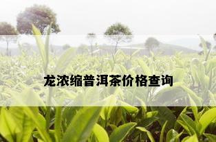 龙浓缩普洱茶价格查询