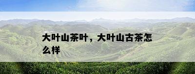 大叶山茶叶，大叶山古茶怎么样