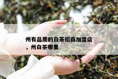 州有品质的白茶招商加盟店，州白茶哪里