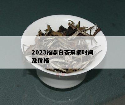 2023福鼎白茶采摘时间及价格