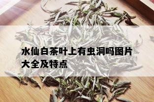 水仙白茶叶上有虫洞吗图片大全及特点