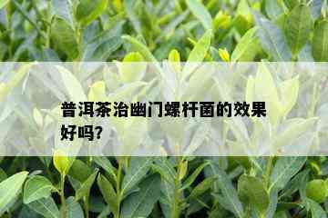 普洱茶治幽门螺杆菌的效果好吗？