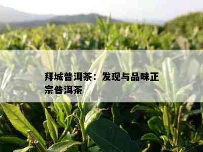 拜城普洱茶：发现与品味正宗普洱茶