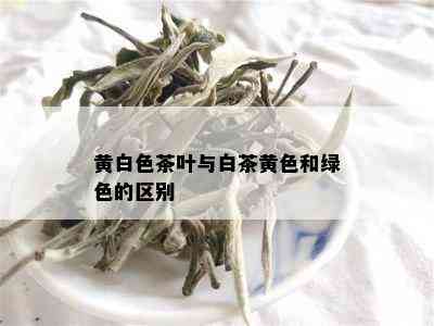 黄白色茶叶与白茶黄色和绿色的区别