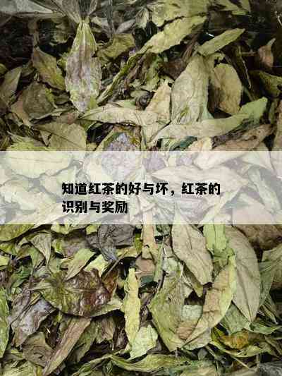 知道红茶的好与坏，红茶的识别与奖励