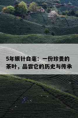 5年银针白毫：一份珍贵的茶叶，品尝它的历史与传承