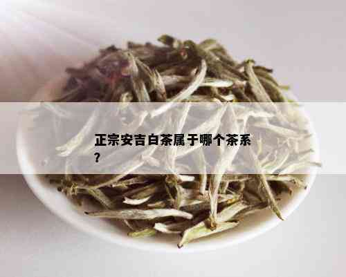 正宗安吉白茶属于哪个茶系？