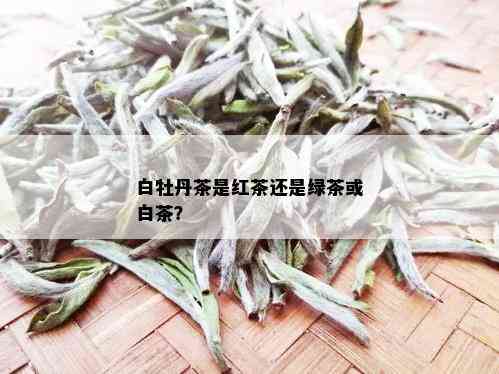 白牡丹茶是红茶还是绿茶或白茶？