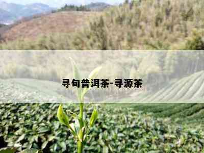 寻甸普洱茶-寻源茶