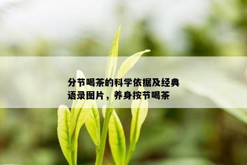 分节喝茶的科学依据及经典语录图片，养身按节喝茶