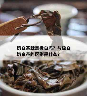 奶白茶就是极白吗？与极白奶白茶的区别是什么？