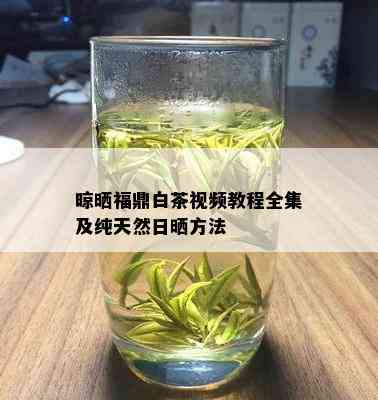 晾晒福鼎白茶视频教程全集及纯天然日晒方法