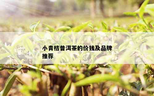 小青桔普洱茶的价钱及品牌推荐