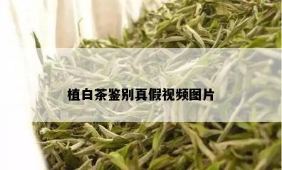 植白茶鉴别真假视频图片