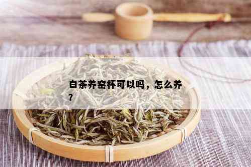 白茶养窑杯可以吗，怎么养？