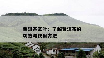 普洱茶玄叶：了解普洱茶的功效与饮用方法