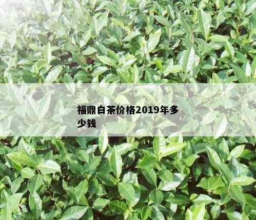 福鼎白茶价格2019年多少钱