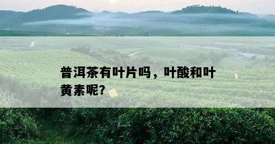 普洱茶有叶片吗，叶酸和叶黄素呢？