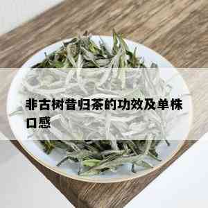 非古树昔归茶的功效及单株口感