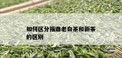 如何区分福鼎老白茶和新茶的区别