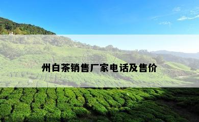 州白茶销售厂家电话及售价