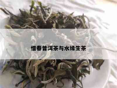 惜春普洱茶与水缘生茶