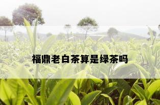 福鼎老白茶算是绿茶吗