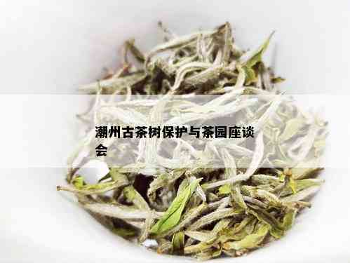 潮州古茶树保护与茶园座谈会