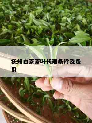 抚州白茶茶叶代理条件及费用