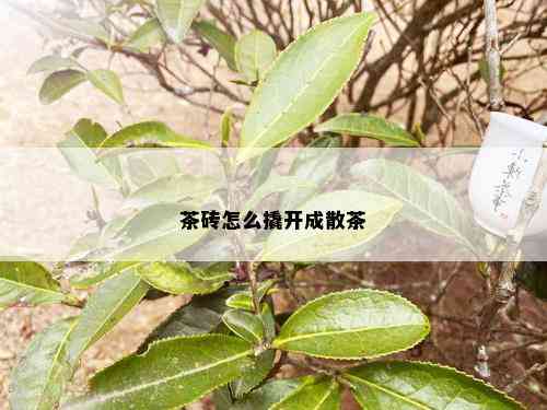 茶砖怎么撬开成散茶