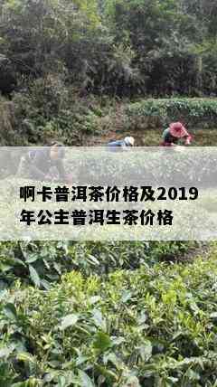 啊卡普洱茶价格及2019年公主普洱生茶价格