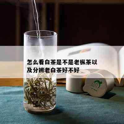 怎么看白茶是不是老枞茶以及分辨老白茶好不好