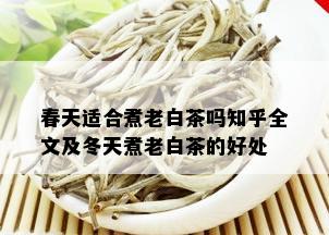 春天适合煮老白茶吗知乎全文及冬天煮老白茶的好处