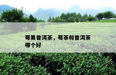 莓果普洱茶，莓茶和普洱茶哪个好