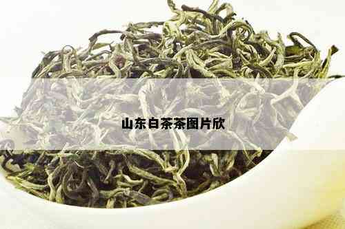 山东白茶茶图片欣