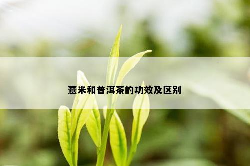 薏米和普洱茶的功效及区别