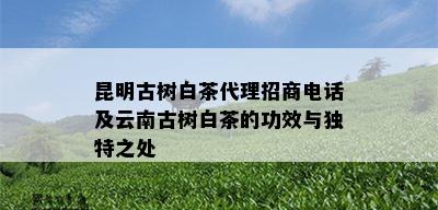 昆明古树白茶代理招商电话及云南古树白茶的功效与独特之处