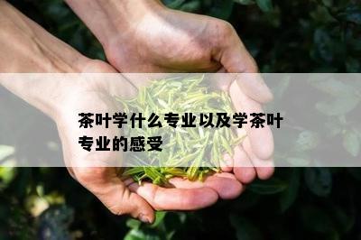 茶叶学什么专业以及学茶叶专业的感受