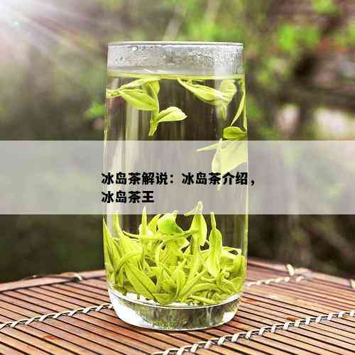 冰岛茶解说：冰岛茶介绍，冰岛茶王