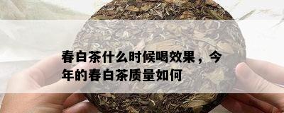 春白茶什么时候喝效果，今年的春白茶质量如何