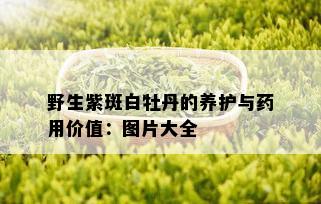 野生紫斑白牡丹的养护与用价值：图片大全