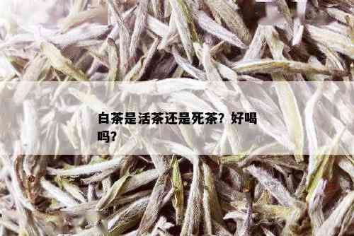 白茶是活茶还是死茶？好喝吗？